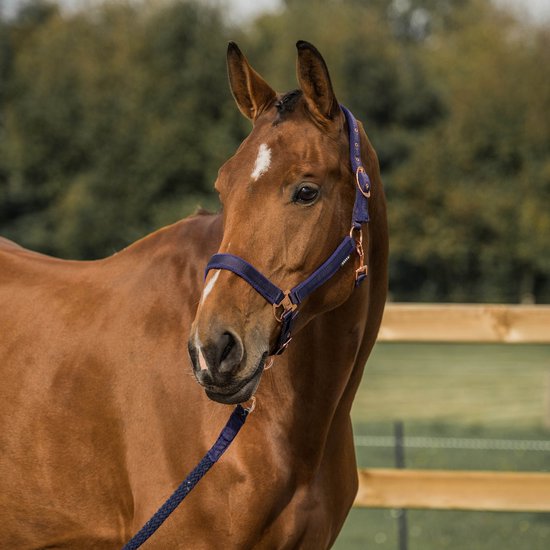 QHP halster schuif - Fel rood online kopen