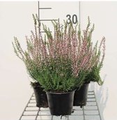 6 x Calluna vulgaris ROZE/ROSE 10- 12 in P10,5 cm