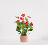 Anthurium rood in sierpot Madelon Lichtroze – bloeiende kamerplant – flamingoplant – ↕40-50cm - Ø13 – geleverd met plantenpot – vers uit de kwekerij