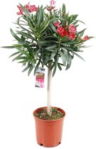 Plant in a Box - Nerium Oleander - Tuinplant - Pot 21cm - Hoogte 80-90cm
