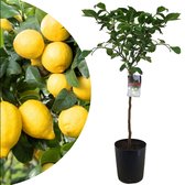 Plant in a Box - Citrus Limon XL stam - Citroenboom - Prachtige sierplant met geurige bloemen - Pot 19cm - Hoogte 100-120cm