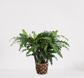 Calathea Blue Grass in siermand Guusje Naturel – luchtzuiverende kamerplant – pauwenplant – living plant - ↕35-45cm - Ø13 – geleverd met plantenpot – vers uit de kwekerij