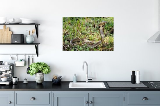 Serpent Cobra dans l'herbe verte Poster 90x60 cm - Tirage photo sur Poster (décoration murale salon / chambre) / Poster Animaux sauvages