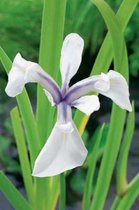 6 x Iris laevigata 'Snowdrift' - WITTE JAPANSE LIS, JAPANSE WATERIRIS 'SNOWDRIFT' - pot 9 x 9 cm