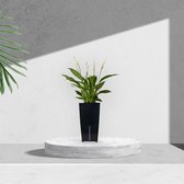 Luchtzuiverende lepelplant met zelfwaterende bloempot – Spathiphyllum wit in zwart automatisch watergeefsysteem – Witte kamerplant 35 tot 50cm - Ø12 – Waterfresh 10,5x10,5x18cm