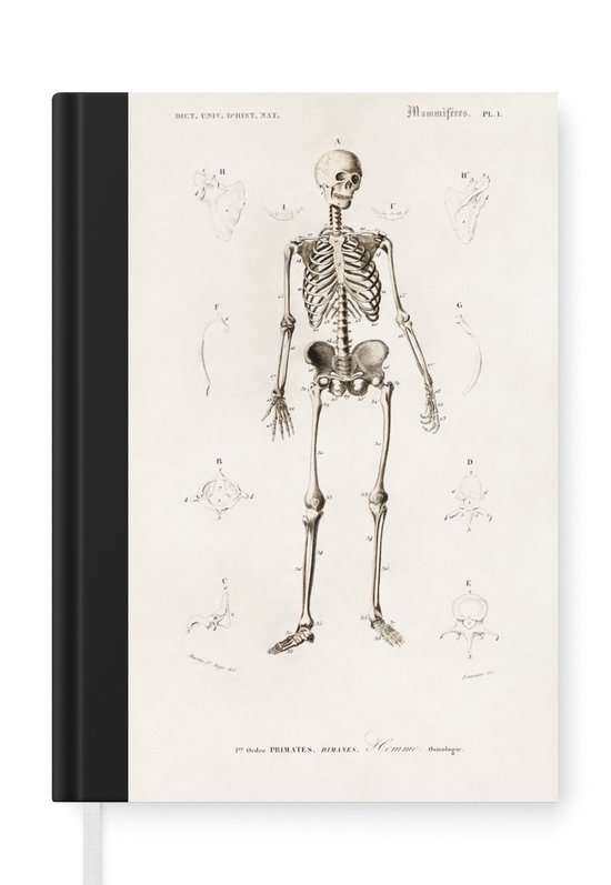 Notitieboek - Schrijfboek - Skelet - Vintage - Botten - Notitieboekje klein - A5 formaat - Schrijfblok