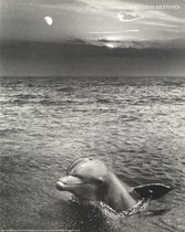 Mini zwart-wit poster - The Greeting Dolphin - Malcolm Brenner - 24x30 cm