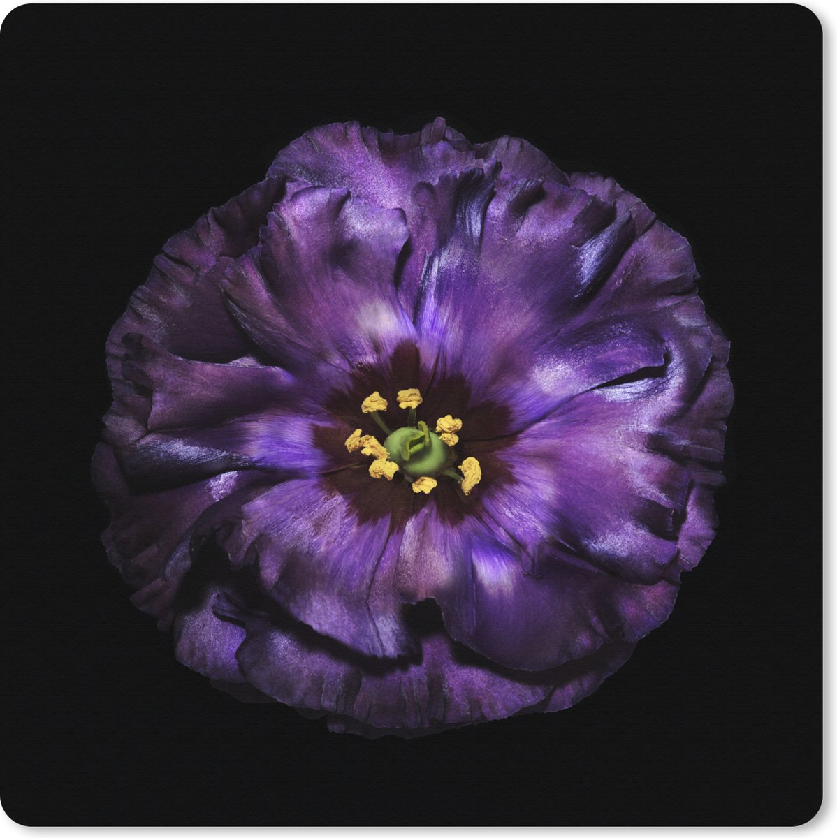 Muismat XXL 60x60 cm - Bureau onderlegger - Bureau mat Een purper bloem die is afgebeeld is tegen zwarte achtergrond - Bureaumat - Gaming mousepad xl - Bureaulegger groot - Computer deskmat