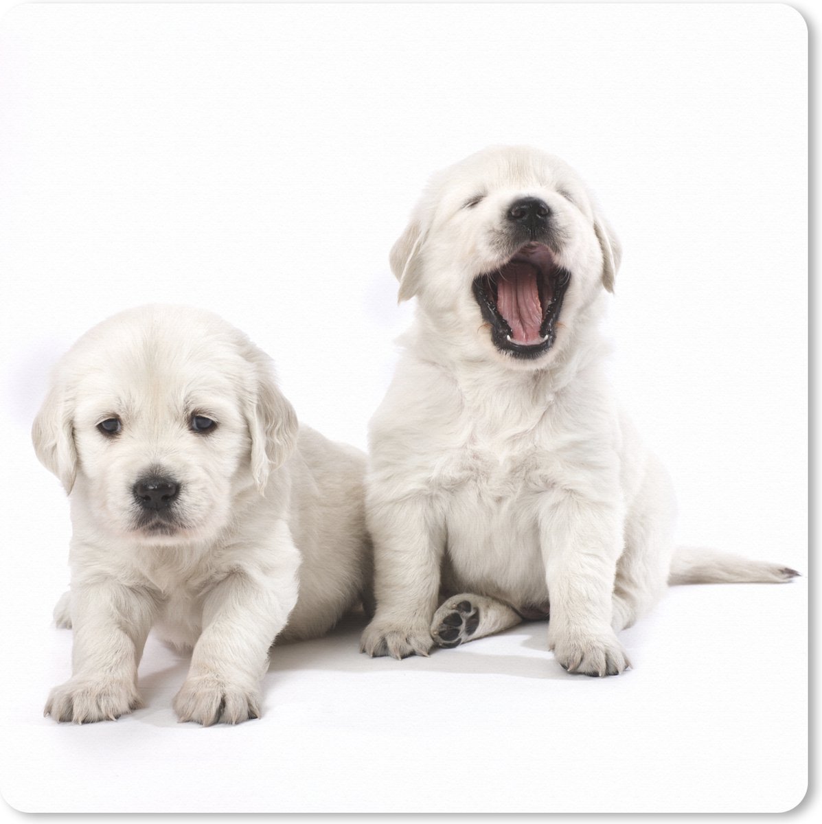 Muismat XXL 80x80 cm - Bureau onderlegger - Bureau mat Portret van Golden Retriever puppy's - Bureaumat - Gaming mousepad xl - Bureaulegger groot - Computer deskmat