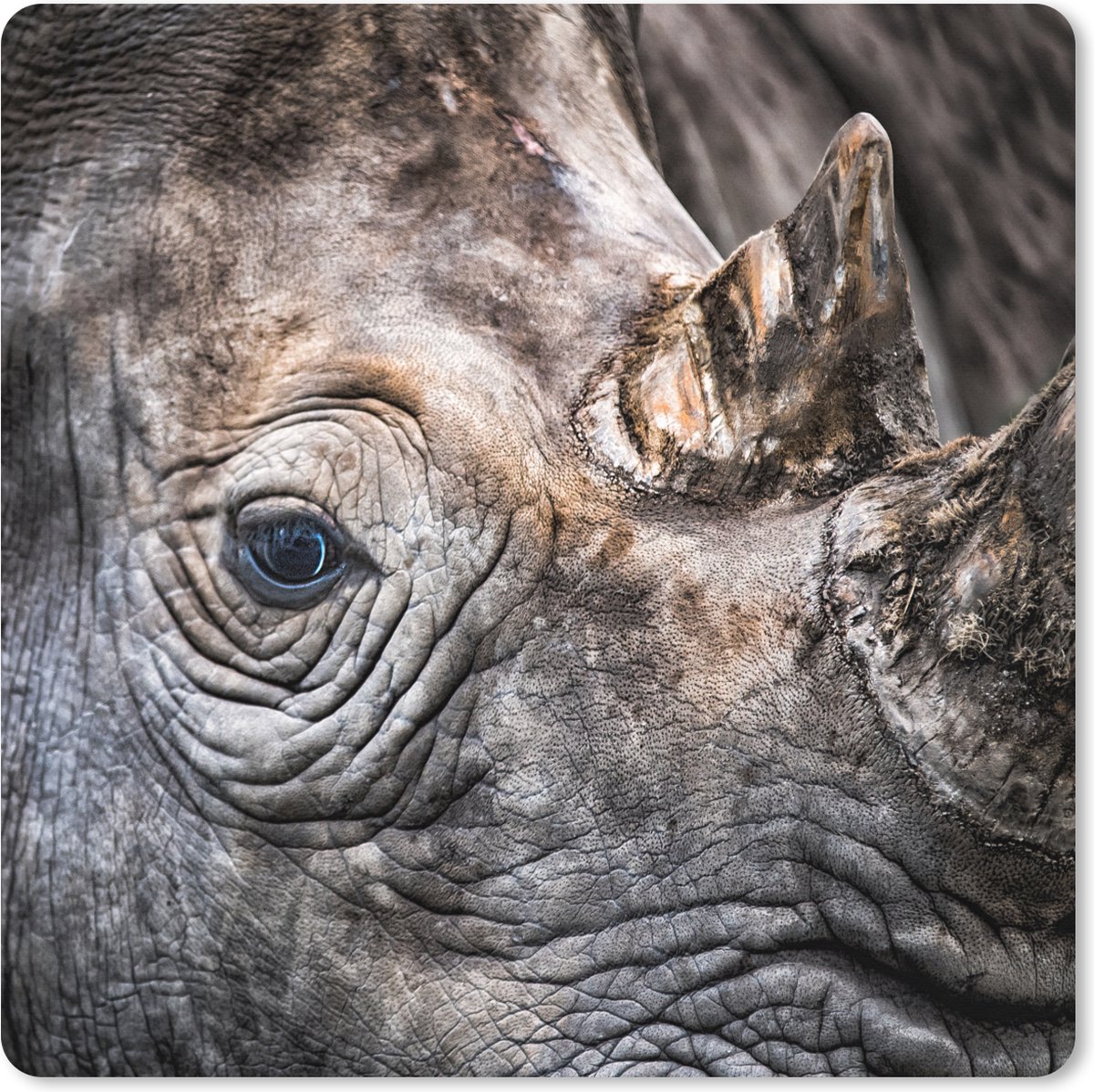 Muismat XXL 50x50 cm - Bureau onderlegger - Bureau mat Close up neushoorn - Bureaumat - Gaming mousepad xl - Bureaulegger groot - Computer deskmat