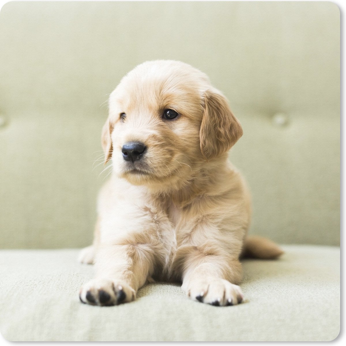 Muismat XXL - Bureau onderlegger - Bureau mat - Golden Retriever puppy liggend op de bank - 80x80 cm - XXL muismat