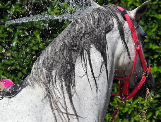 Horsecarepro GOLDIE shampoo voor witte paarden & schimmels - 1L geconcentreerde & natuurlijke paardenshampoo - ECOLOGISCH - heerlijke geur - vachtverzorging bij paarden - Horsecarepro