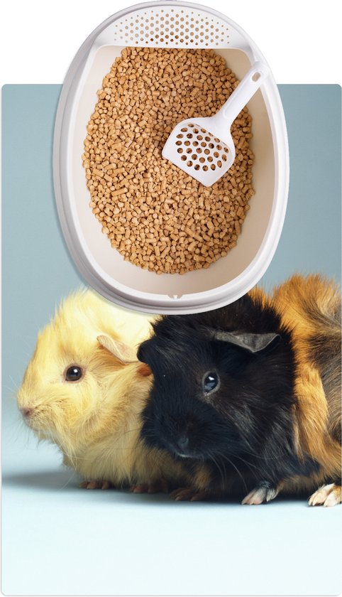 Vind fleece cavia in Knaagdieren en Konijnen