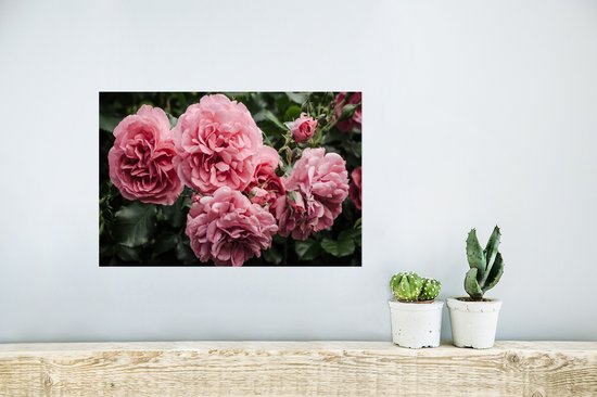 Affiche Rose - Fleurs - Roses - 30x20 cm