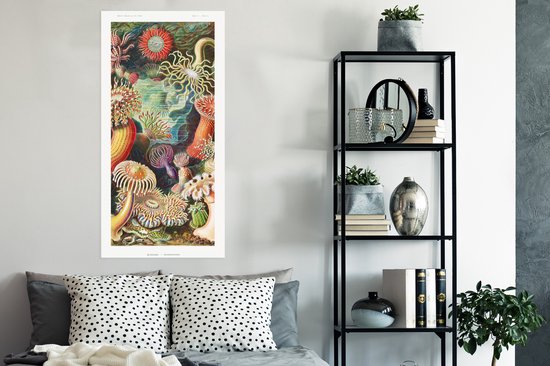 Affiche Ernst Haeckel - Anémone - Rétro - Actinae - 60x120 cm