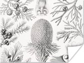Poster - Ernst Haeckel - Kamer decoratie aesthetic - Natuur - Vintage - Boom - Zwart wit - Aesthetic room decor - Wanddecoratie - 160x120 cm