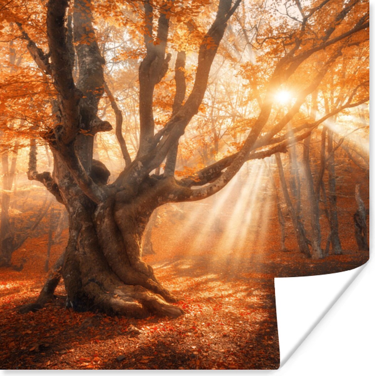 Poster Boom - Natuur - Herfst - 30x30 cm