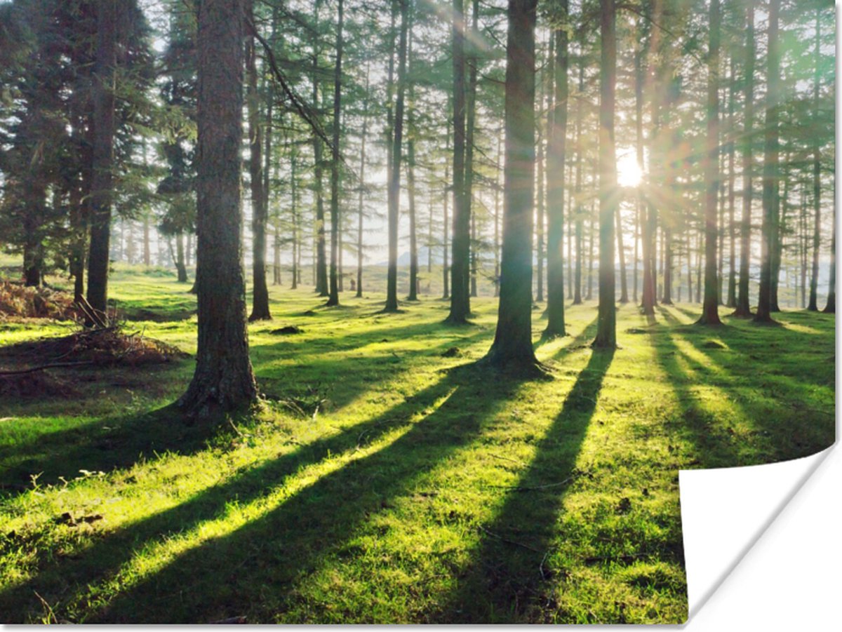 Poster Bomen - Natuur - Bos - 80x60 cm