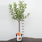 Galina -Pommier Mini arbre fruitier -Très compact- Arbre fruitier- 100 cm de haut- Cultivé en pot