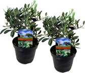 Plant in a Box - Olea Europaea - Set van 2 - Winterharde olijfstruiken - Pot 14cm - Hoogte 25-40cm