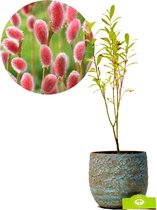 Salix gracilistyla ‘Mount Aso’®, wilg met roze katjes, 12 cm pot, Hoogte 40cm.