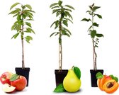 Plant in a Box - Fruitbomen - mix van 3 - appel, peer, abrikoos - Malus Braeburn, Pyrus 'Doyenne du Comice', Prunus 'Americana' - Pot 9cm - Hoogte 60-70cm