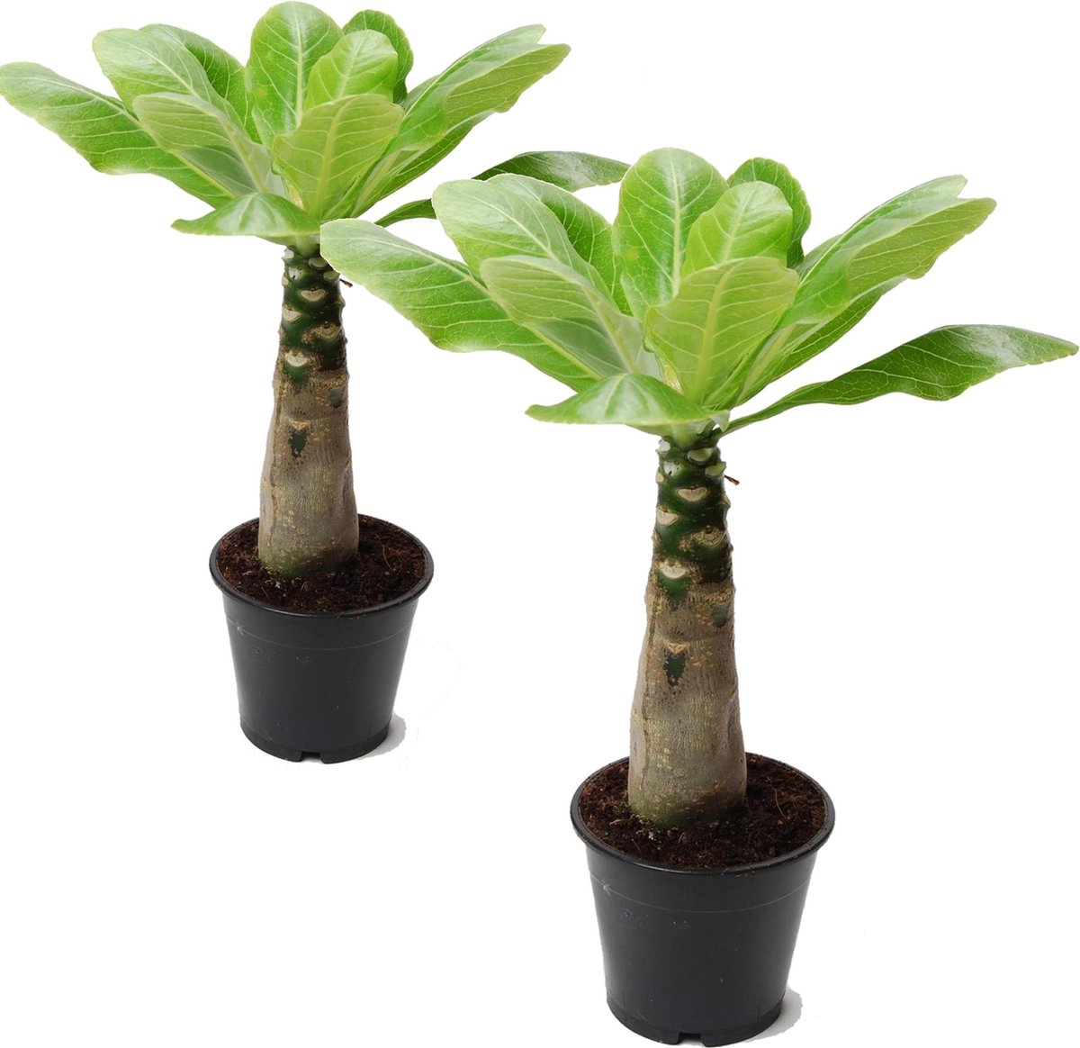 Bol.com Plant in a Box - Brighamia Insignis - Set van 2 - Exotische kamerplant - Pot 12cm - Hoogte 30-40cm aanbieding