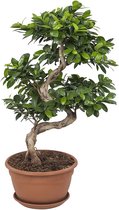 FloriaFor  - Ficus Gin Seng Bonsai - Vers Van De Kweker - ↨ 70cm - ⌀ 27cm