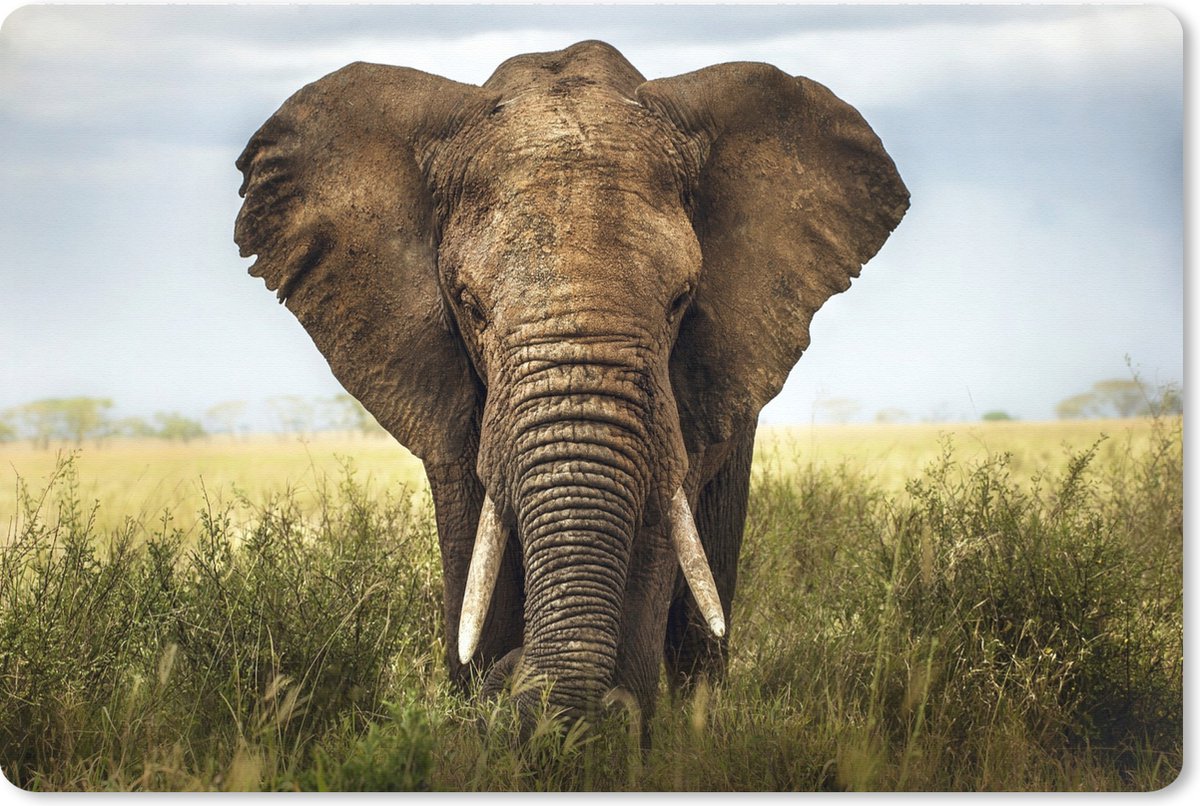 Muismat XXL 120x80 cm - Bureau onderlegger - Bureau mat Afrikaanse olifant vooraanzicht - Bureaumat - Gaming mousepad xl - Bureaulegger groot - Computer deskmat