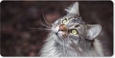 Muismat XXL - Bureau onderlegger - Bureau mat - Een grijze Maine Coon kat - 80x40 cm - XXL muismat