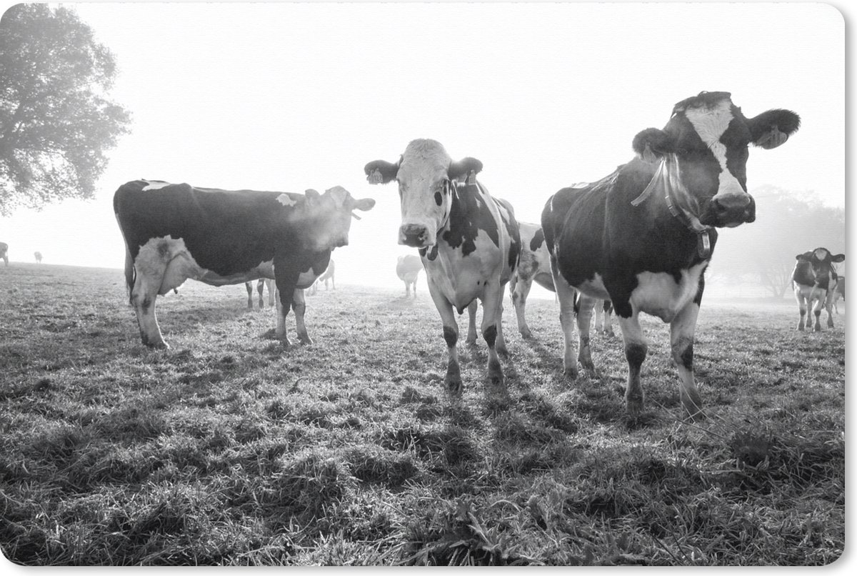 Muismat XXL - Bureau onderlegger - Bureau mat - Een mistige ochtend bij de Friese koeien in het weiland - zwart wit - 90x60 cm - XXL muismat