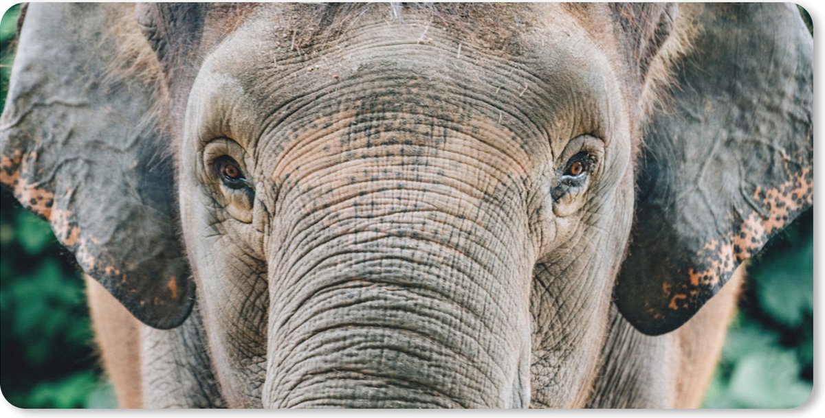 Muismat XXL 100x50 cm - Bureau onderlegger - Bureau mat Olifant - Portret - Dieren - Grijs - Bureaumat - Gaming mousepad xl - Bureaulegger groot - Computer deskmat