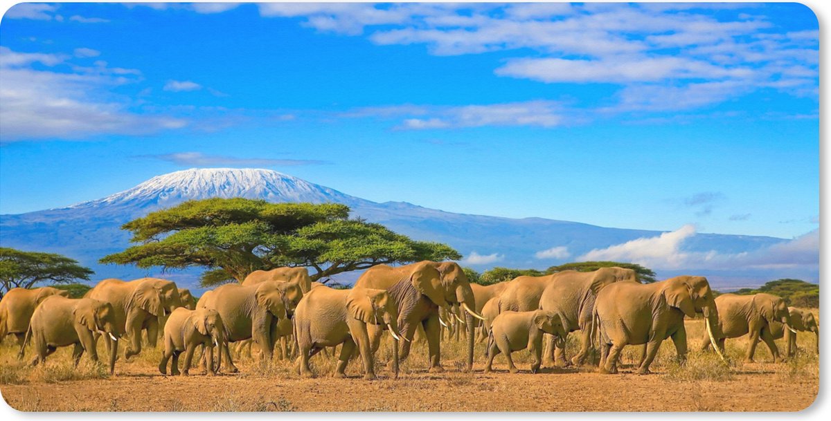 Muismat XXL 100x50 cm - Bureau onderlegger - Bureau mat Olifant - Berg - Safari - Bureaumat - Gaming mousepad xl - Bureaulegger groot - Computer deskmat