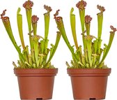 2x Sarracenia 'Juthatip Soper' – Vleesetende plant – Onderhoudsvriendelijk –⌀12 cm–10-20cm