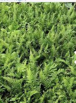 6 x Polypodium vulgare - Gewone eikvaren in pot 9 x 9 cm