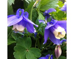 6 x Aquilegia Flabellata 'Ministar' - Akelei Pot 9x9 cm - Compacte Blauwe Bloemen