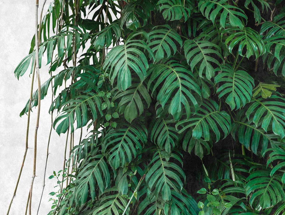 MONSTERA BLADEREN FOTOBEHANG | 3,71 x 2,80 meter - A.S. Création Metropolitan Stories "The Wall"