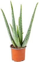 Aloë Vera – Vetplant - Kamerplant - Onderhoudsvriendelijk - ⌀10,5 cm - 30-35 cm