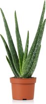 Cactus van Botanicly – Asphodelaceae Aloë – Hoogte: 45 cm