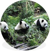WallCircle - Wandcirkel ⌀ 90 - Panda - Natuur - Bamboe - Ronde schilderijen woonkamer - Wandbord rond - Muurdecoratie cirkel - Kamer decoratie binnen - Wanddecoratie muurcirkel - Woonaccessoires