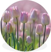 WallCircle - Wandcirkel ⌀ 60 - Roze tulpen tijdens de lente - Ronde schilderijen woonkamer - Wandbord rond - Muurdecoratie cirkel - Kamer decoratie binnen - Wanddecoratie muurcirkel - Woonaccessoires