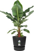 Kamerplant van Botanicly – Bananen plant in zwart ELHO plastic pot als set – Hoogte: 80 cm – Musa