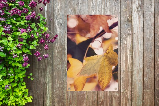 Affiche de jardin - Automne - Feuilles - Esdoorn - Oranje - 60x90 cm - Tableau de jardin - Décoration de jardin