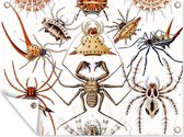 Tuin - Retro - Spin- Tuindecoratie - Insecten - Ernst Haeckel - Dieren - Kunst - Tuinposter - 40x30 cm - Schuttingposter - Tuindoek - Buitenposter