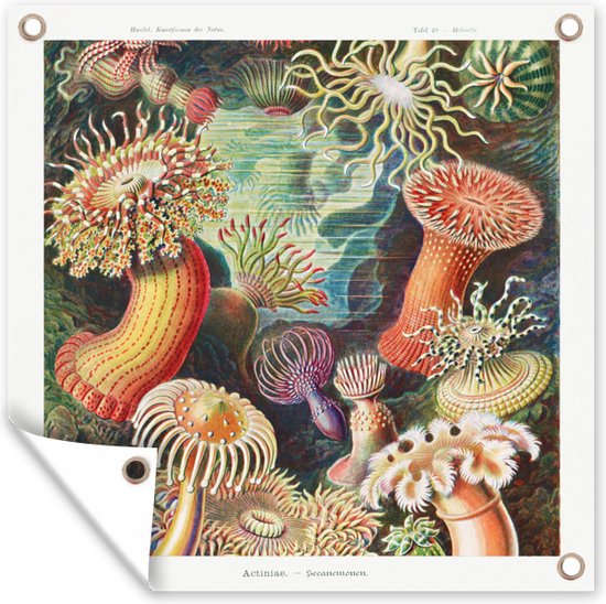 Tuinposter - Schuttingdecoratie - Retro - Kunst - Koraal - Ernst Haeckel - Tuindecoratie - Tuin - 50x50 cm - Tuindoek - Buitenposter