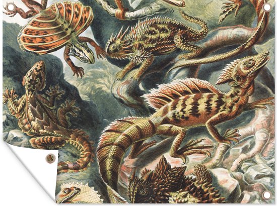 Tuinposter - Salamander - Schuttingdoek - Tuin - Ernst Haeckel - Kunst - 40x30 cm - Kameleon - Tuindoek