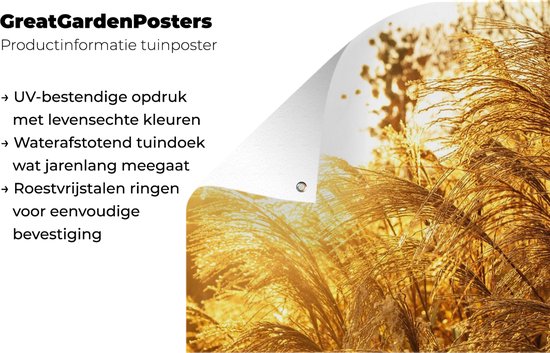 Affiche de jardin - Pampa - Herbe de la pampa - Herbe - Plante - Or - 160x80 cm - Posters de jardin - Jardin - Décoration murale - Décoration de jardin - Toile de jardin - Affiche extérieure