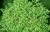 Polei (Mentha pulegium) - Vijverplant - 3 losse planten - om zelf op te potten - Vijverplanten Webshop
