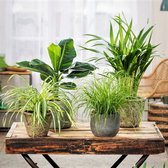 Plant in a Box - Mix van 4 Diervriendelijke Kamerplanten - Luchtzuiverend - Pot ⌀12cm - Hoogte ↕ 20-40cm - Groen - Luchtzuiverend - Diervriendelijk