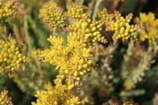 Sedum reflexum met trosjes kleine gele bloemen en groene, vlezige bladeren.